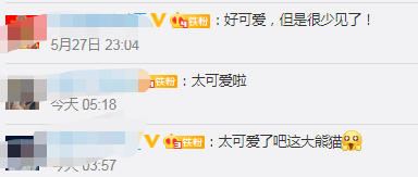 秦岭又发现野生棕色大熊猫，网友：太可爱了！休闲区蓝鸢梦想 - Www.slyday.coM