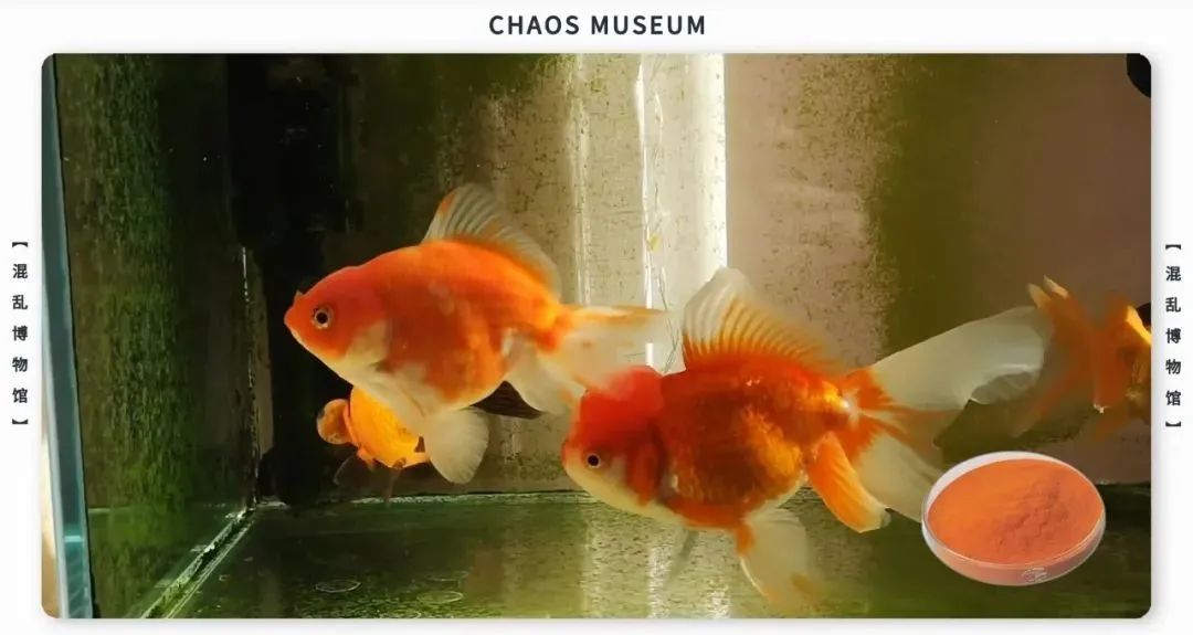 如何成为一条合格的金鱼休闲区蓝鸢梦想 - Www.slyday.coM