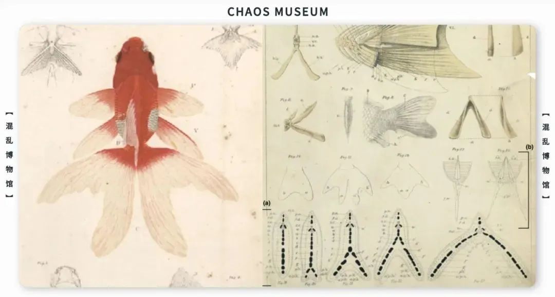 如何成为一条合格的金鱼休闲区蓝鸢梦想 - Www.slyday.coM