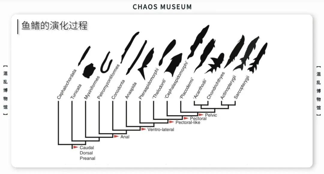 如何成为一条合格的金鱼休闲区蓝鸢梦想 - Www.slyday.coM