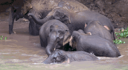 云南野象群集体北迁：40天“肇事”412起，未造成人员伤亡休闲区蓝鸢梦想 - Www.slyday.coM