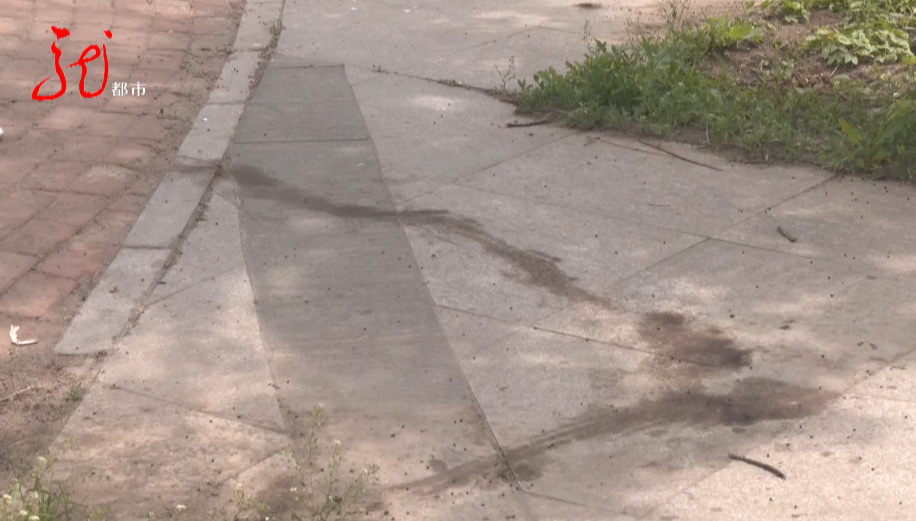 眼瞅着自家宠物狗被咬死却无能为力，哈尔滨女子下楼遛狗遭遇恐怖一幕！休闲区蓝鸢梦想 - Www.slyday.coM