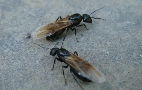 遭遇白蚁袭扰上海54家专业白蚁防治机构名单一览