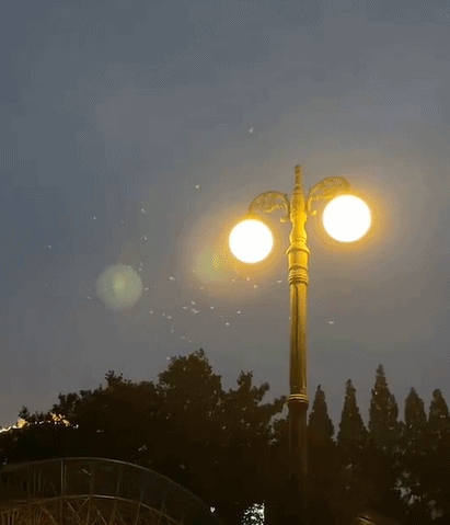 太可怕了 隔着屏幕头皮一阵发麻瞥一眼头皮就炸了特别是光线明亮处 都
