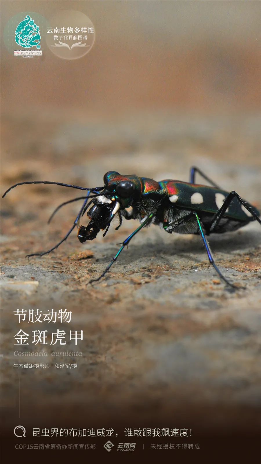 云南生物多样性数字化百科图谱金斑虎甲昆虫界的布加迪威龙谁敢跟我飙