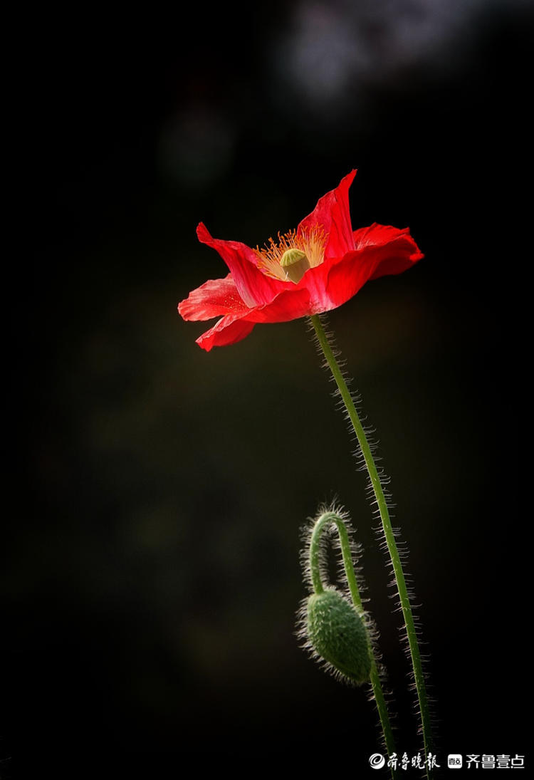 盛开的虞美人花朵朵都鲜艳