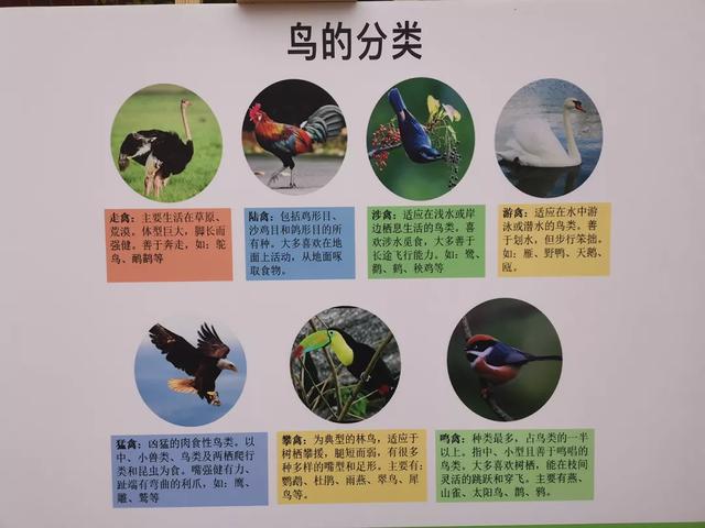 "6.17艾雅康爱鸟活动·鸟类科普生态公益校园行"走进海南小学