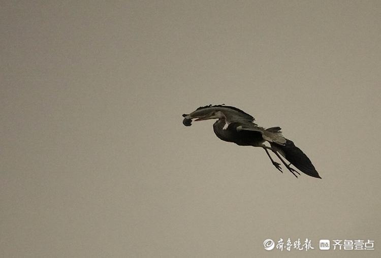 大风中,这只苍鹭的身体被吹得变了形