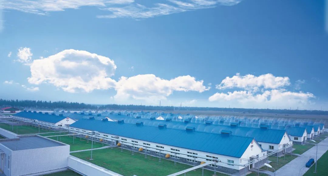 △双汇养殖基地