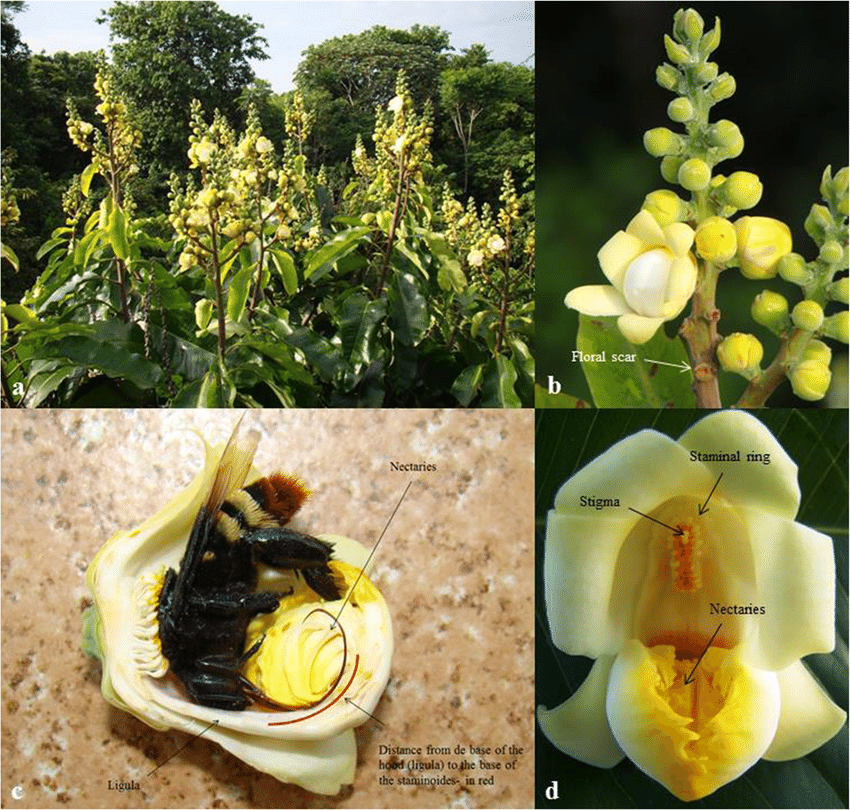 天上掉下个鲍鱼果!笑死,根本剥不开|鲍鱼果|巴西果|兰花_新浪新闻