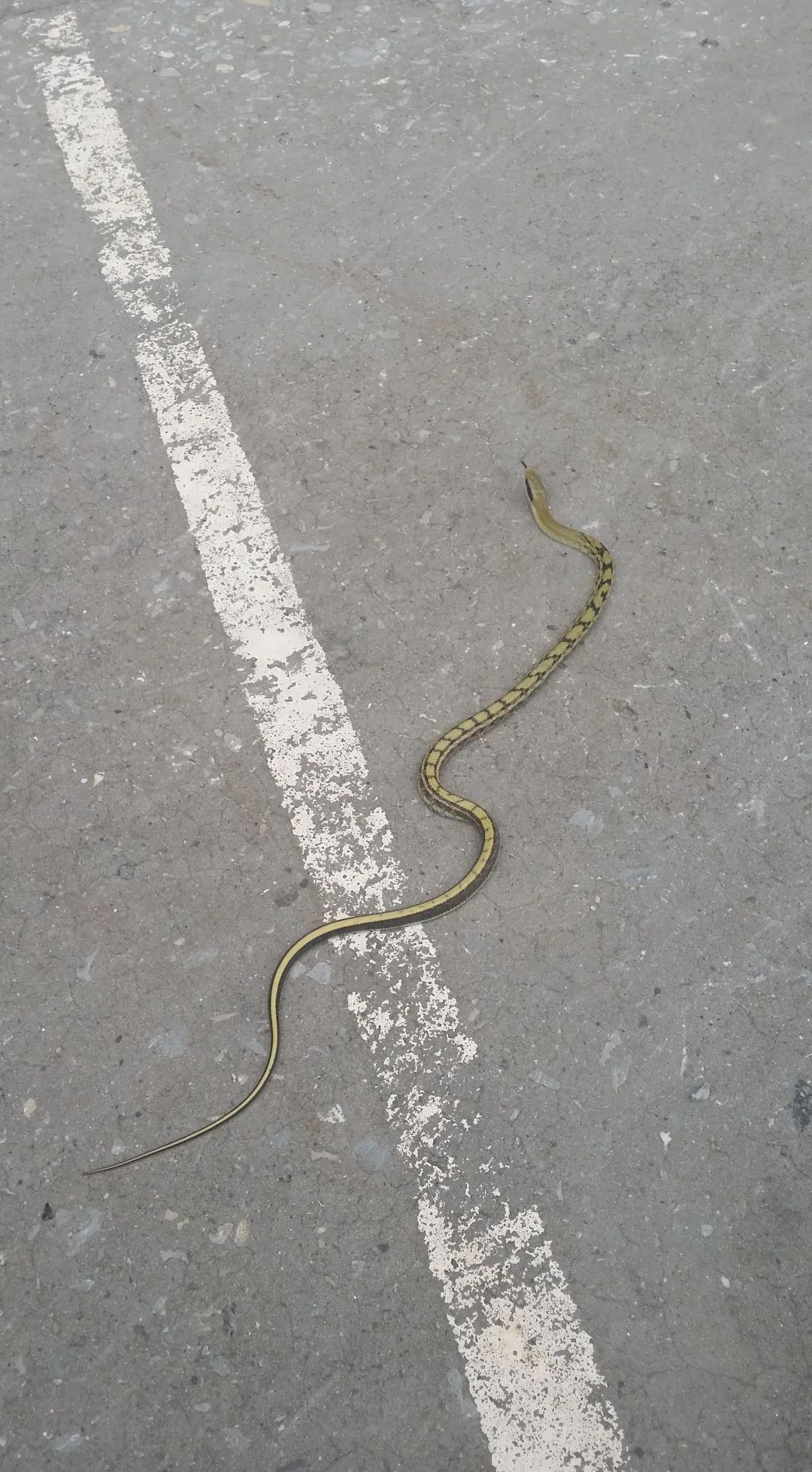 "蛇出没",这份提醒请收藏