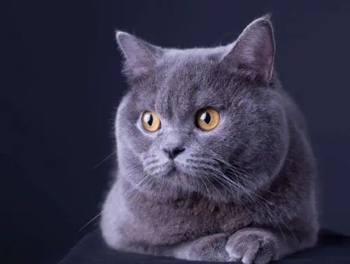 中年颜值杀手不是发福，是发腮休闲区蓝鸢梦想 - Www.slyday.coM