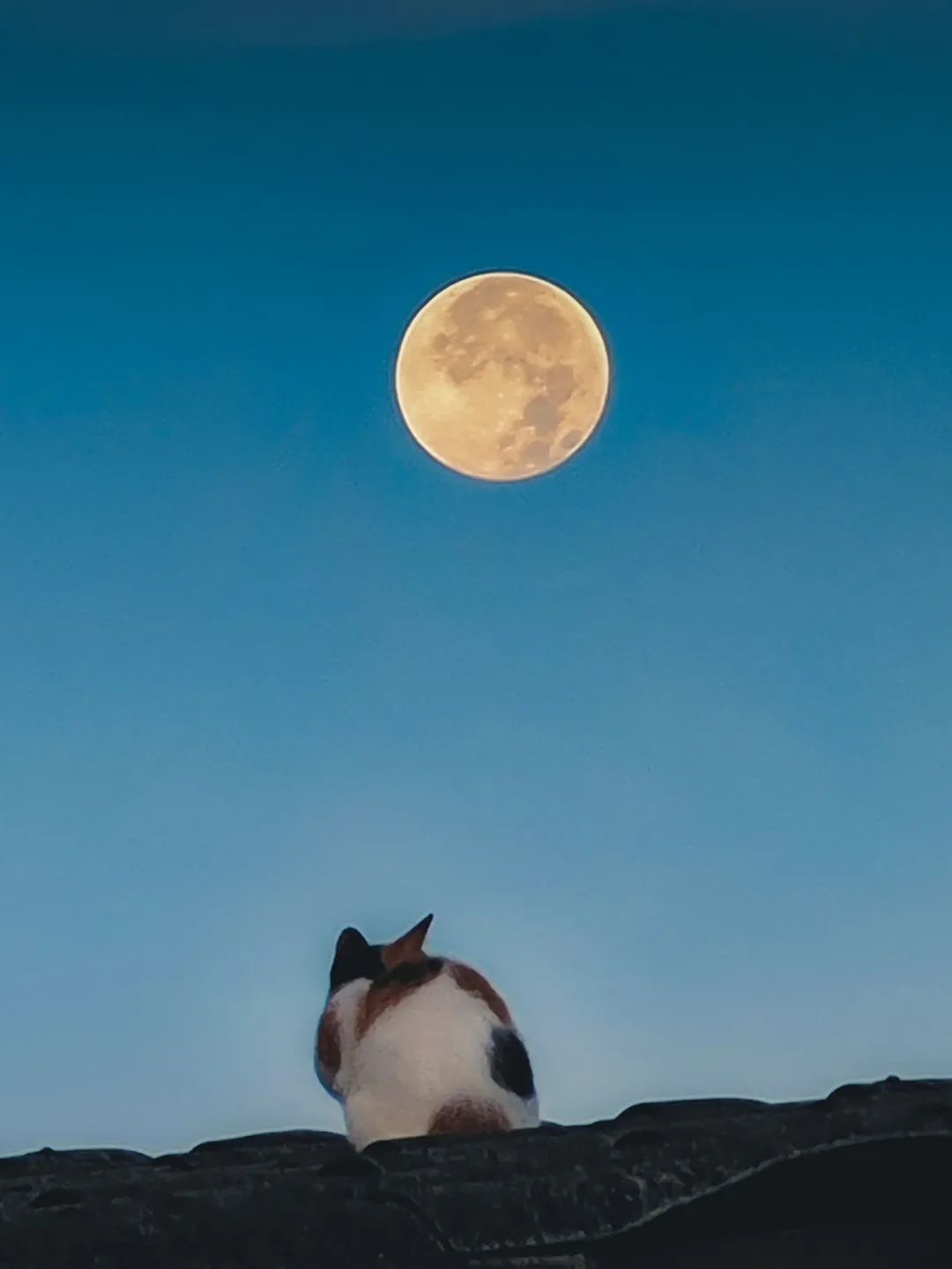 偶然在清晨拍到猫和月亮这一幕网友看完觉得生活又美好了