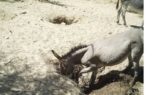 英媒：马驴沙漠挖井 提高物种丰富度