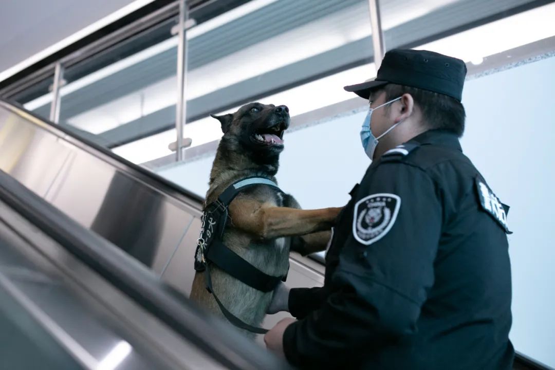 青岛地铁站偶遇网红霸道警犬记者偷偷跟了一天它们的黑历史全被发现