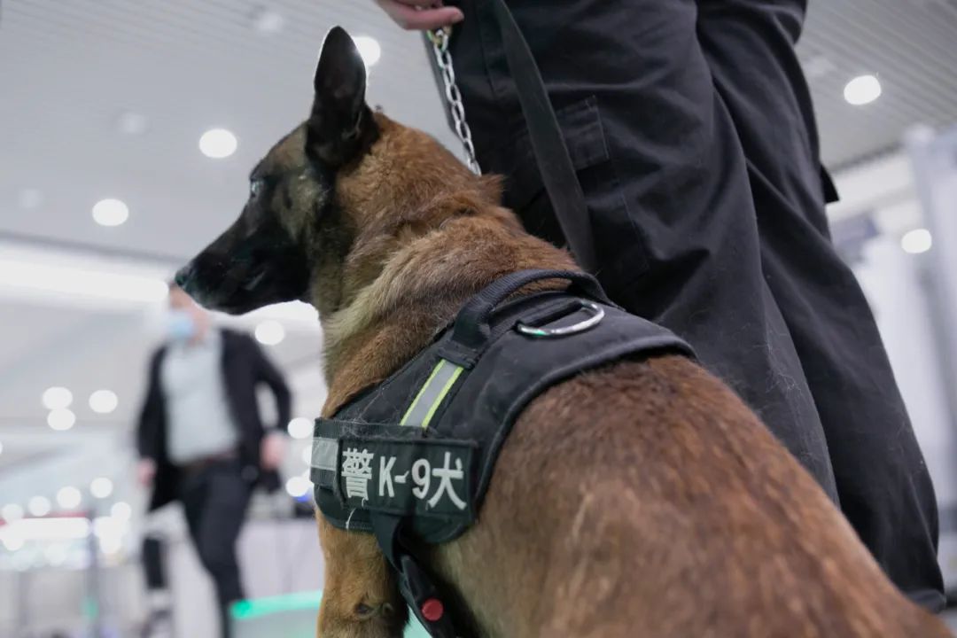 青岛地铁站偶遇网红霸道警犬记者偷偷跟了一天它们的黑历史全被发现