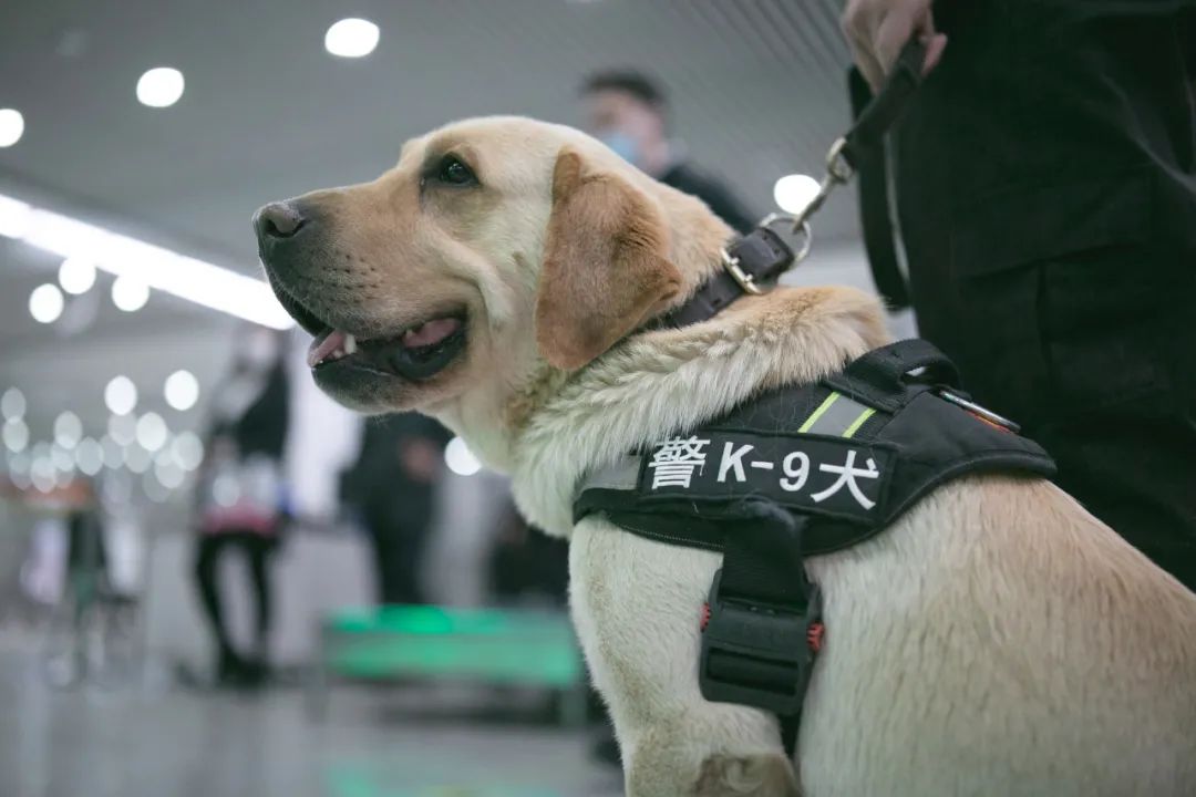 青岛地铁站偶遇网红霸道警犬记者偷偷跟了一天它们的黑历史全被发现