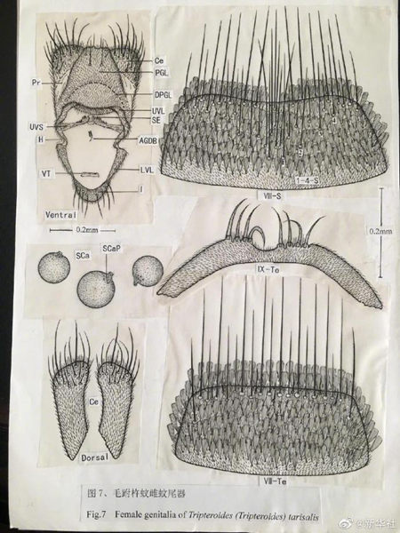 86岁老人画出千幅蚊子工笔画