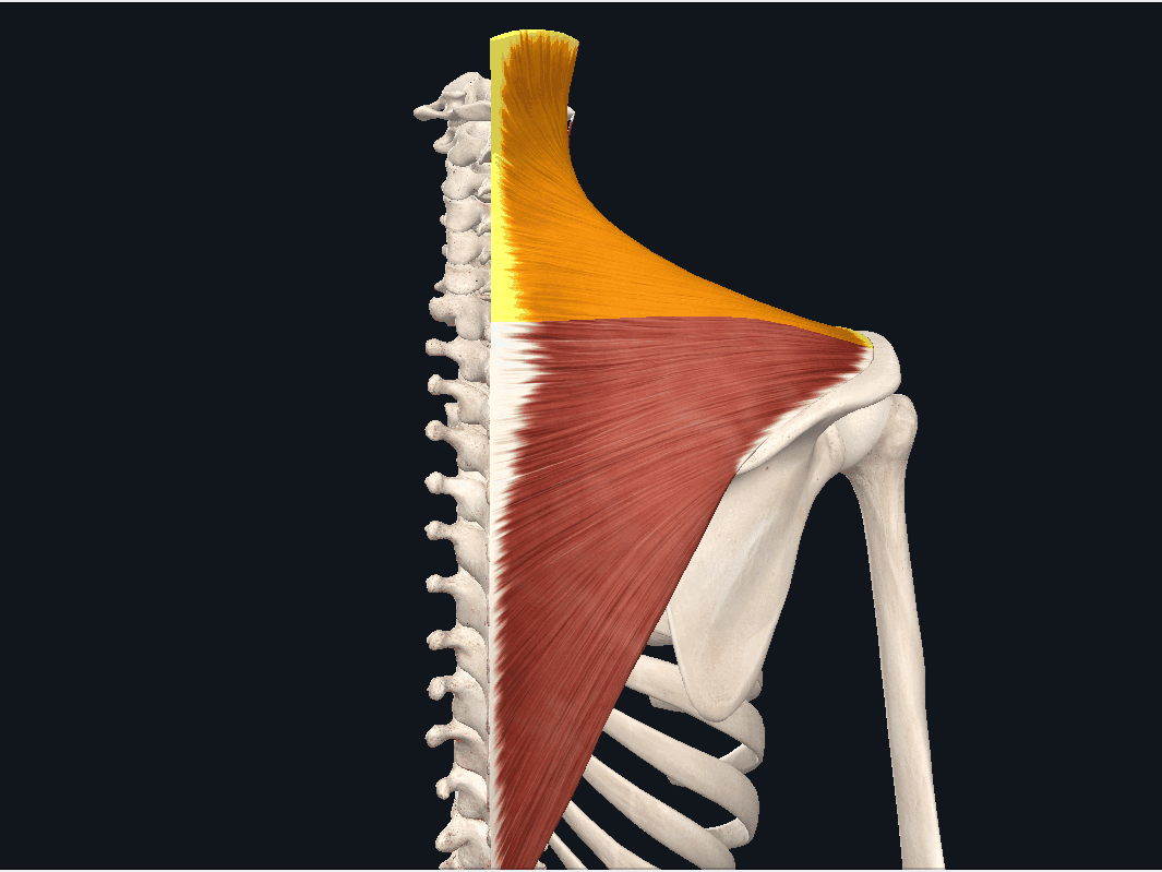 斜方肌(上束)会带动胸锁乳突肌一起运动上提和上旋肩胛骨:会顺势带动