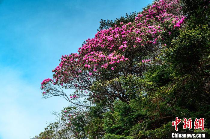 湖北神农架杜鹃花开艳如火