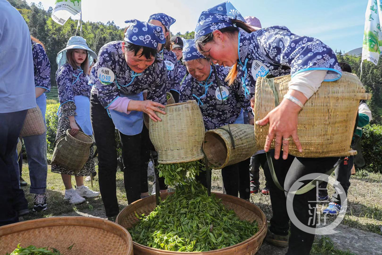 采茶啦采茶啦武隆仙女红春茶开采季开幕