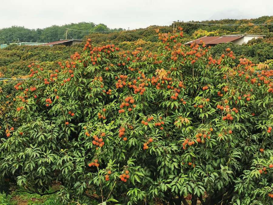 (蒋成柳,卢少雄)海南省乐东黎族自治县万冲镇乐中荔枝园产业基地一派