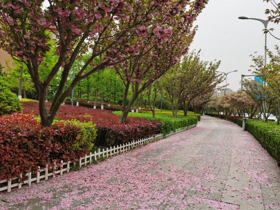 九水街道樱花大道花瓣雨别有一番风味