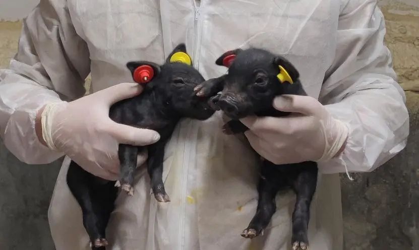 国内首次14头克隆猪诞生