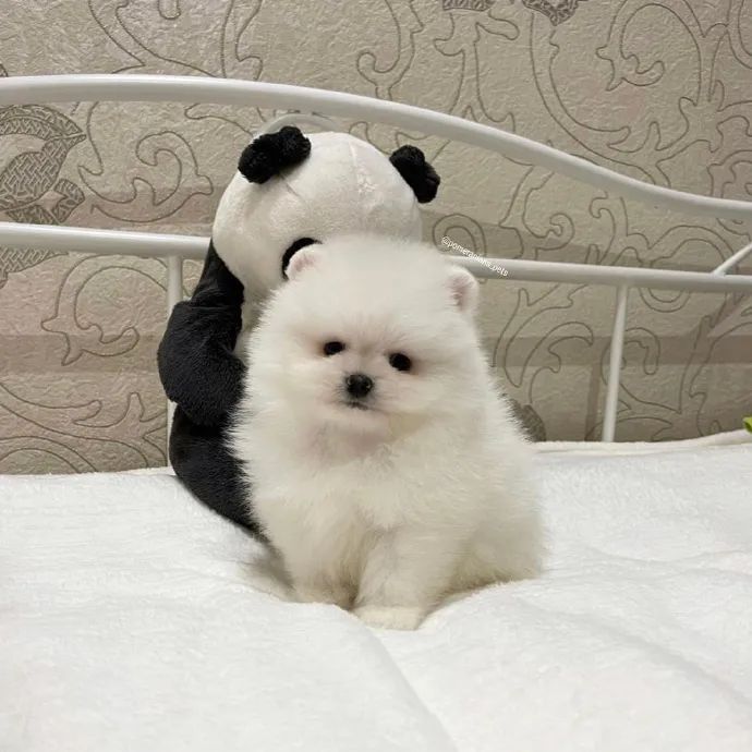 我真的无法抗拒白色小狗勾棉花糖太可爱了