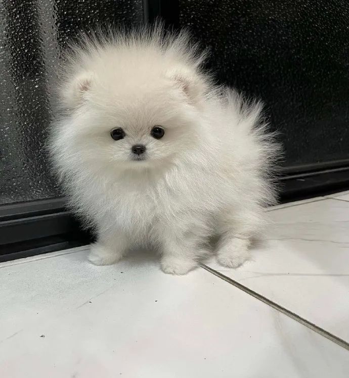 我真的无法抗拒白色小狗勾棉花糖太可爱了