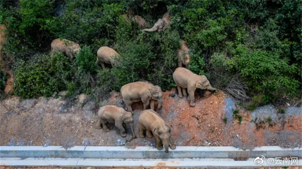 亚洲象群距昆明边缘仅约20公里，昆明组织人员学习监测防范