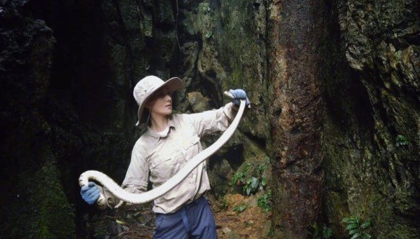 张馨予野外探险徒手抓蛇 网友:妥妥的"张大胆"