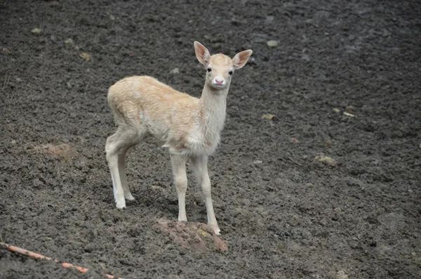 太过分！竟有游客喂小熊喝冰红茶，害它呕吐！上海动物园呼吁不要投喂！休闲区蓝鸢梦想 - Www.slyday.coM