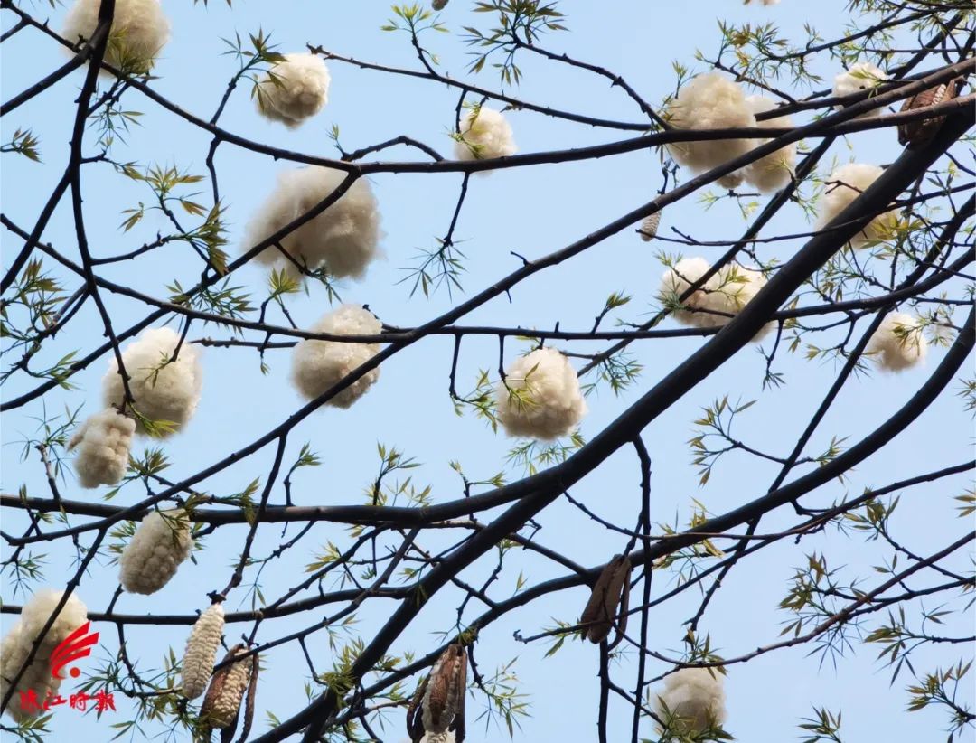 顺德街头遇见满树棉花糖不能随便碰