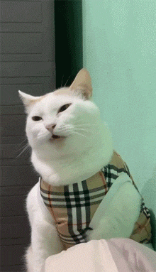 对着猫拍视频它就一直在动嘴巴这是什么意思