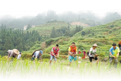 2020年7月13日，在广西融水苗族自治县大浪镇上里村，驻村工作队员杨崛（右三）正在帮助村民栽插单季稻。 龙林智摄（影像中国）
