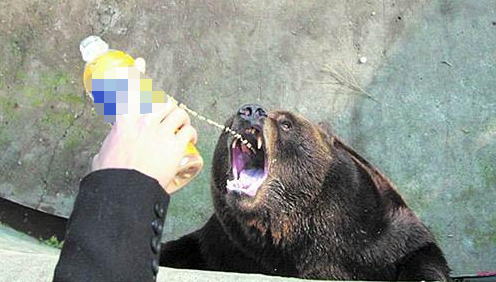 太过分！竟有游客喂小熊喝冰红茶，害它呕吐！上海动物园呼吁不要投喂！休闲区蓝鸢梦想 - Www.slyday.coM