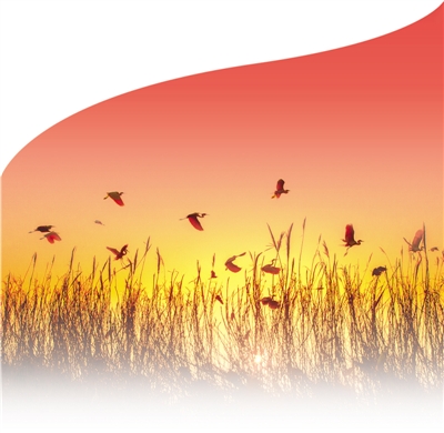 4月4日，江苏省宿迁市泗洪县洪泽湖湿地，良好生态引来大量白鹭在此筑巢。张连华摄（影像中国）