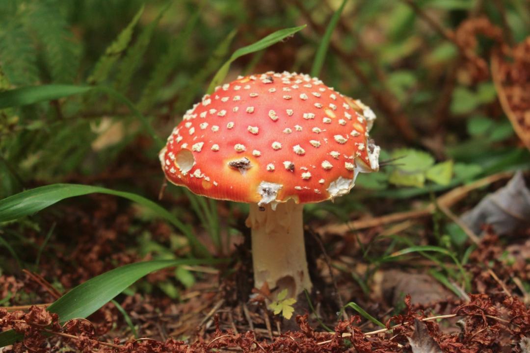 毒蝇鹅膏菌（Amanita muscaria）是很多童话故事中蘑菇的原型。（图片来源：作者自制）