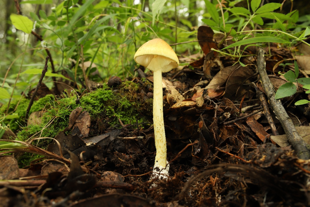 黄盖鹅膏 amanita subjunquillea,具有α-鹅膏毒素和β-鹅膏毒素,一个