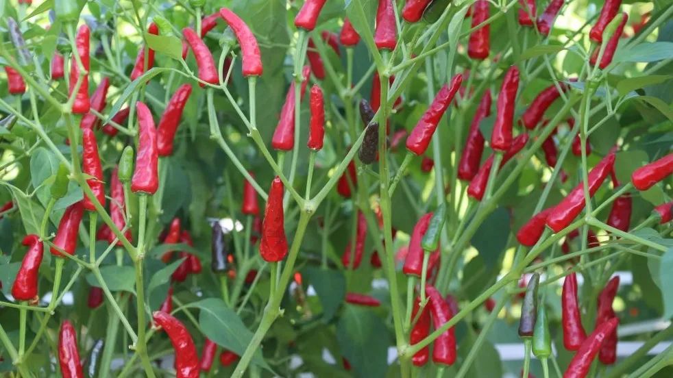 石辣6号△用于酱制及泡椒加工的辣椒——珠丰1号5月1日至5日五天五条