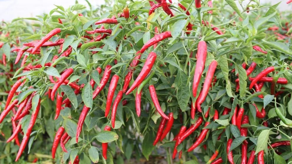 用于餐饮,火锅等调味品原辅料的辣椒——石辣6号