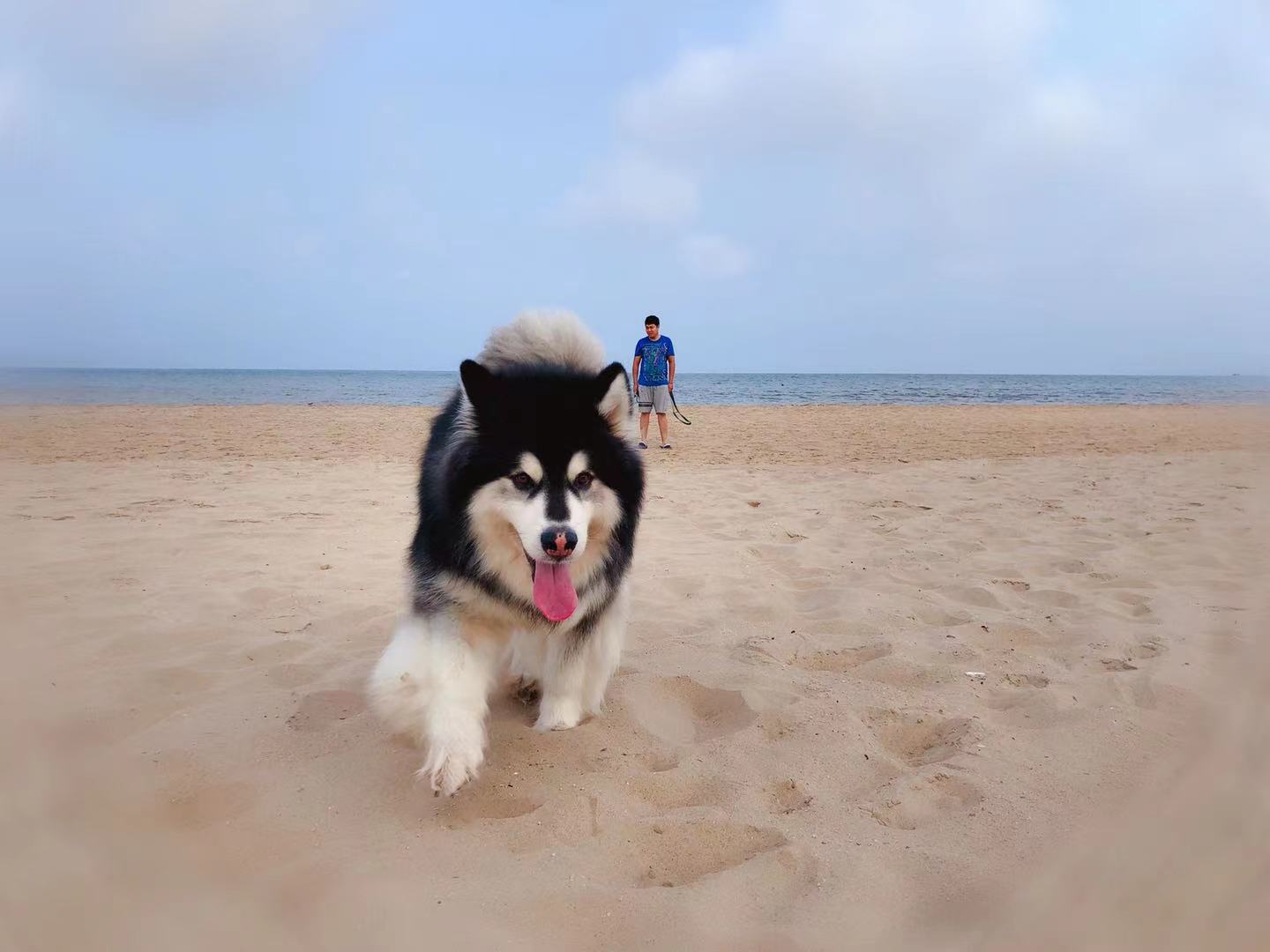 “五一”假期出游火爆，宠物寄养迎来疫情后首次井喷休闲区蓝鸢梦想 - Www.slyday.coM