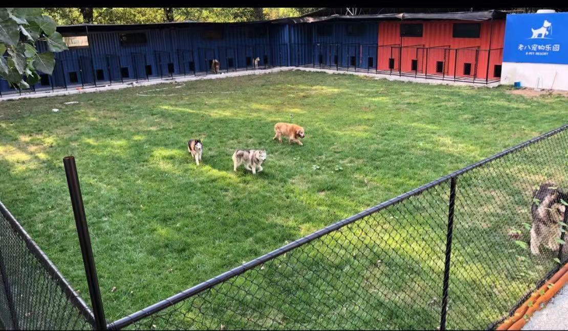 “五一”假期出游火爆，宠物寄养迎来疫情后首次井喷休闲区蓝鸢梦想 - Www.slyday.coM