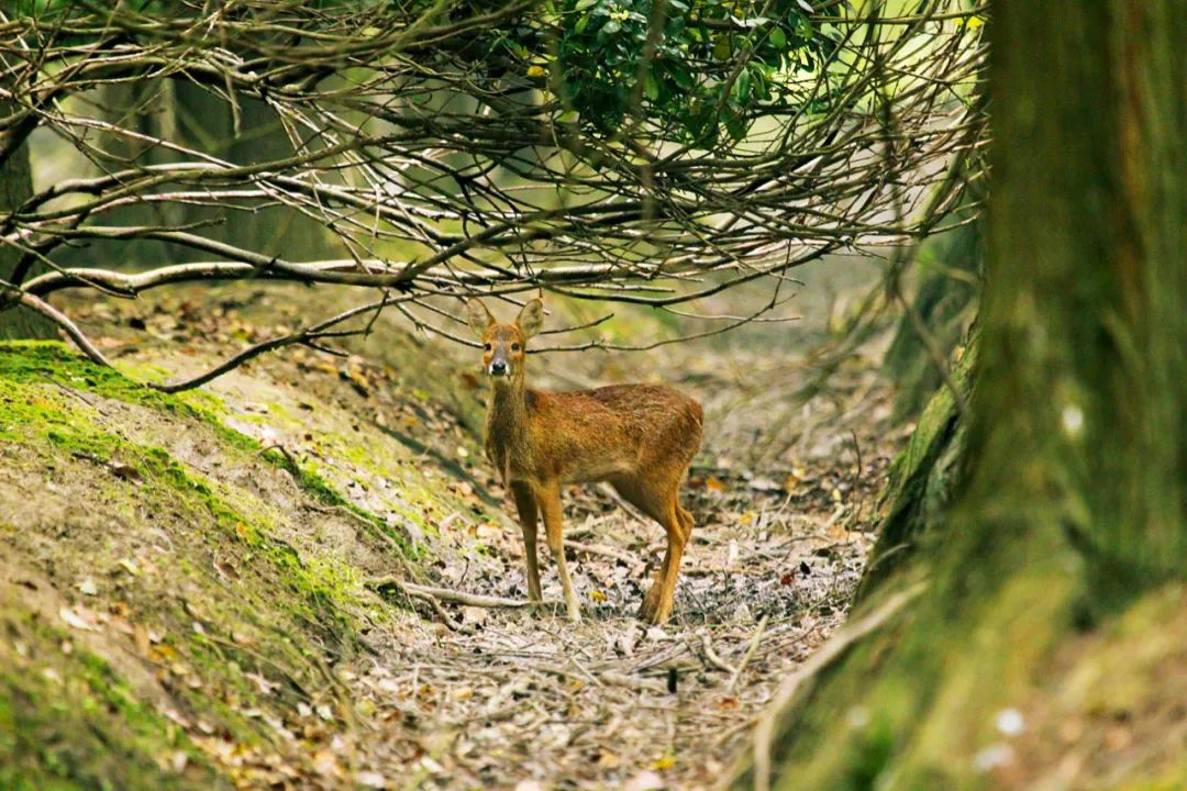 下山的不止是东北虎