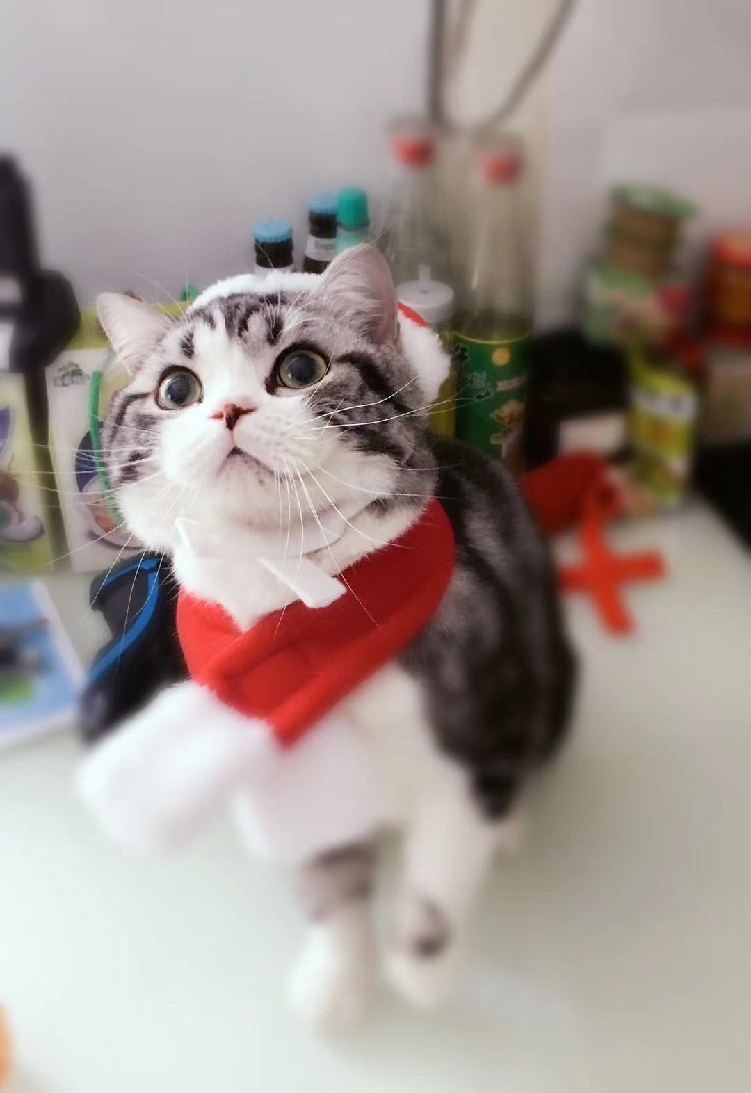 “五一”假期出游火爆，宠物寄养迎来疫情后首次井喷休闲区蓝鸢梦想 - Www.slyday.coM