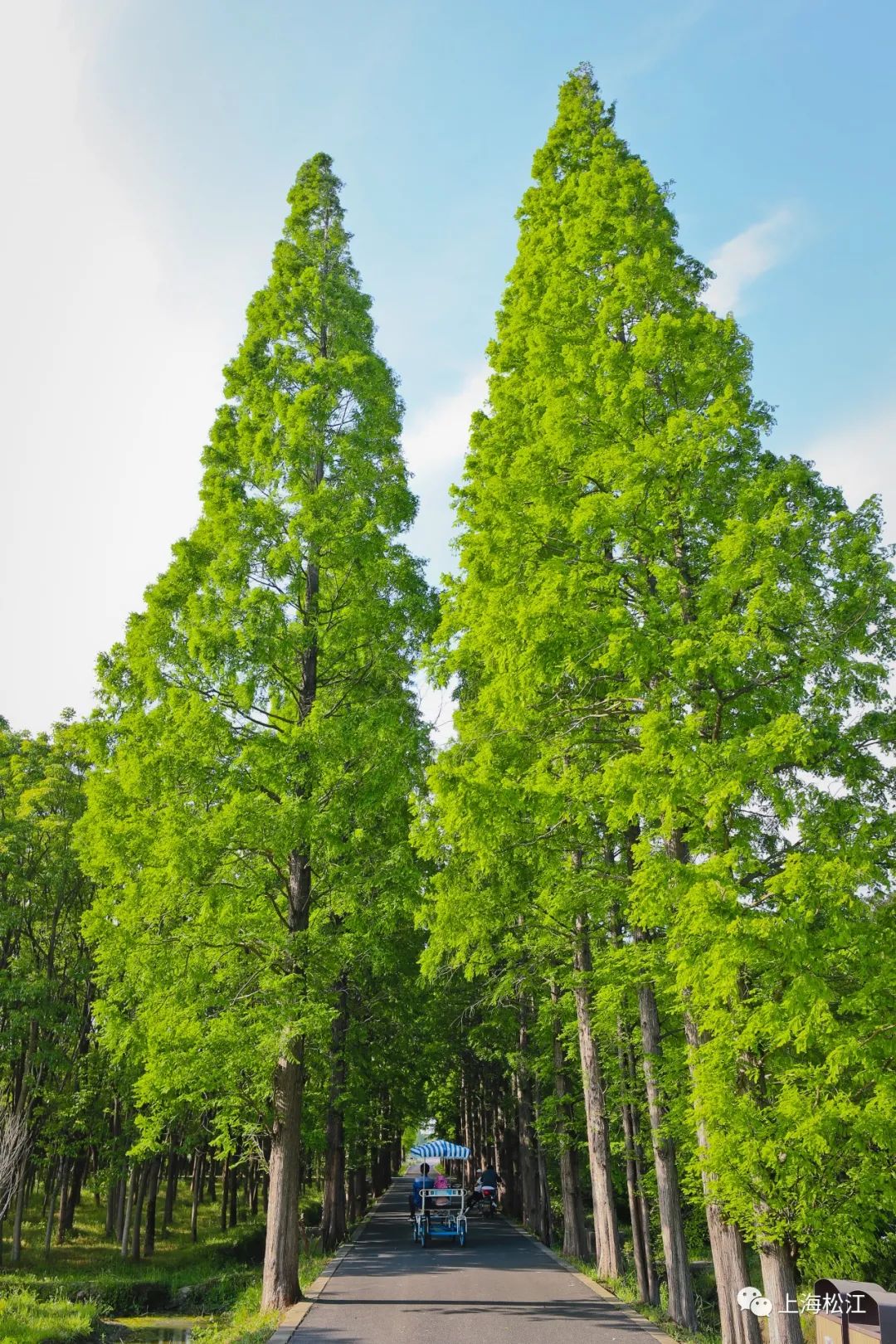 【探索】青西,松南郊野公园美图来袭