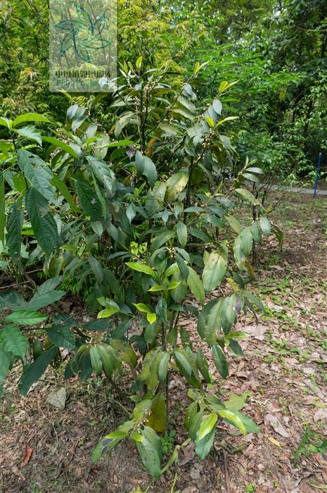 粗叶木见过吗祛风胜湿活血止痛治风寒湿痹筋骨疼痛