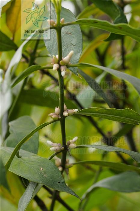 粗叶木见过吗祛风胜湿活血止痛治风寒湿痹筋骨疼痛