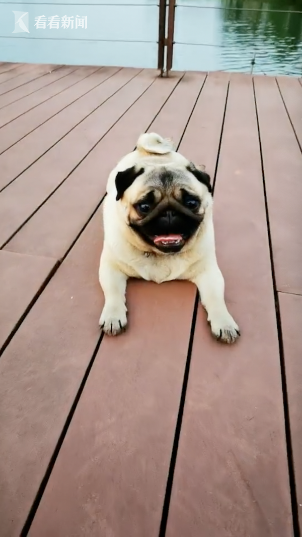 视频胖巴哥犬五一出游走不动主人只好拿棍抬